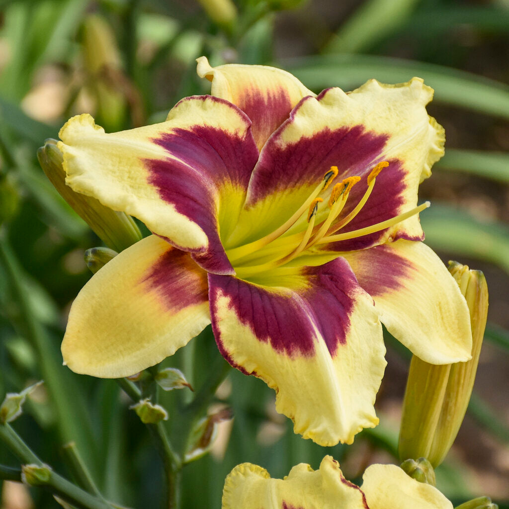 Daylily Star of The North 1g