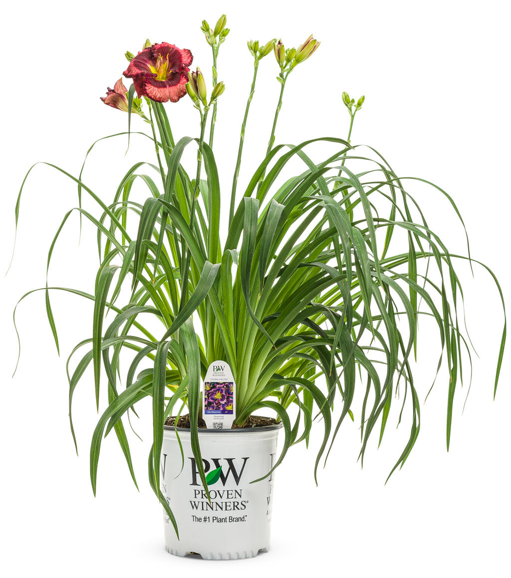 Daylily Storm Shelter 1g