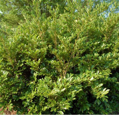 Blue Cascade Distylium in branded pot