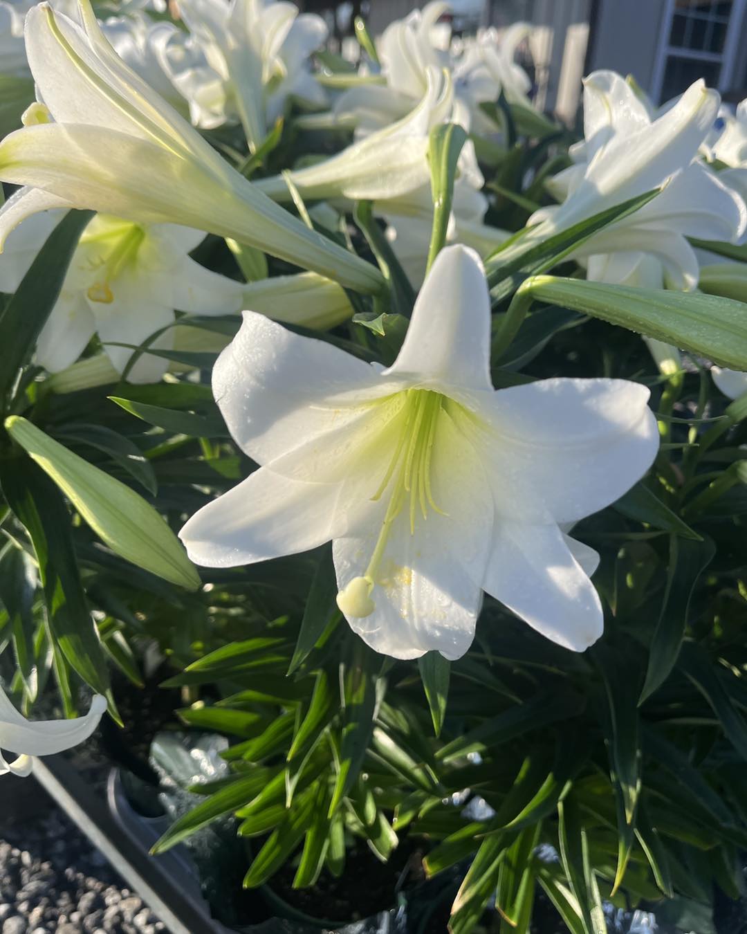 Easter Lily 6 Inch