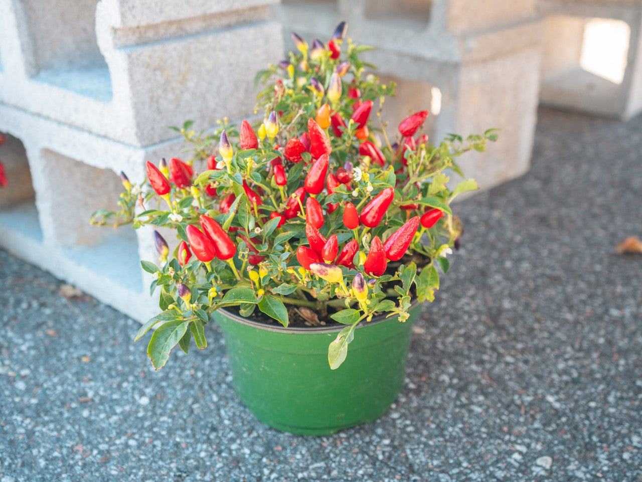 top-down shot of the ornamental cabbage