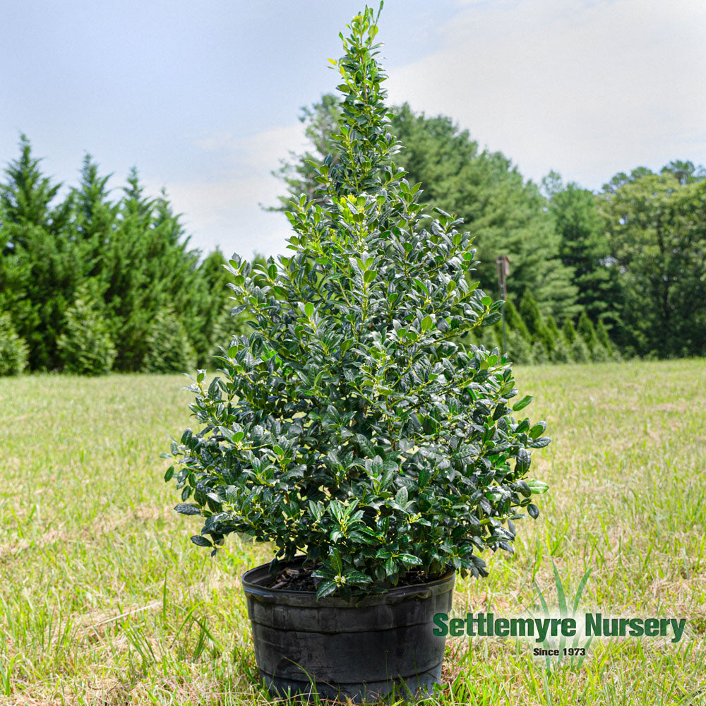 Ilex Evergreen Shrub, Nellie R Stevens Holly, 3 Inch top Pot, Lot of 20