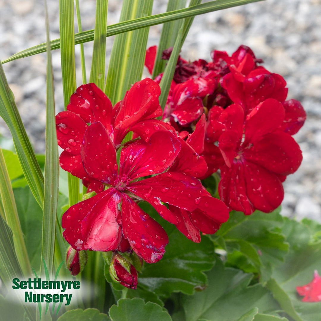 Annual Decorative Pots