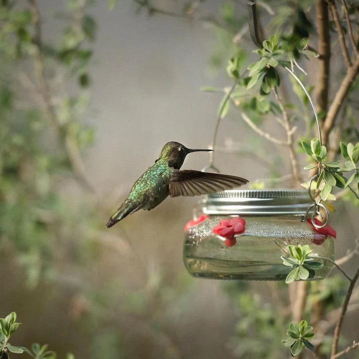 Hummingbird Feeder Mason Jar