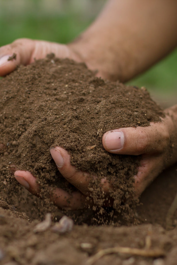 Soil and Mulch