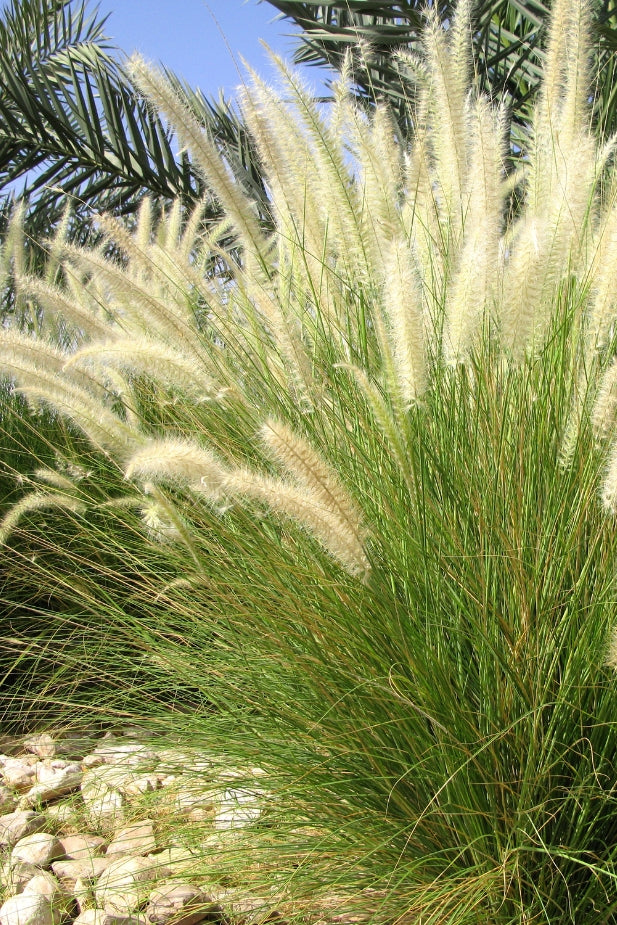 Grasses