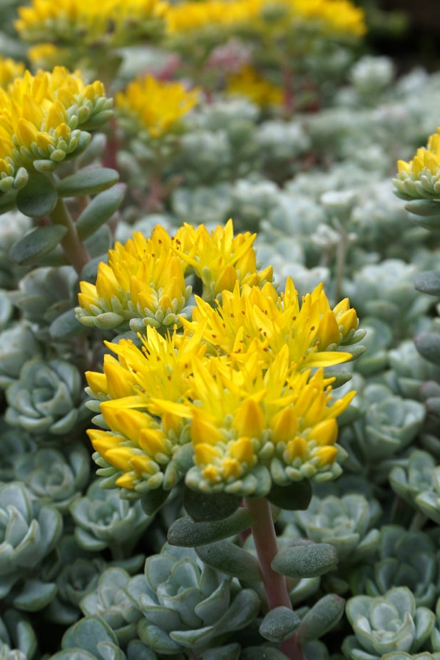 Ground Covers