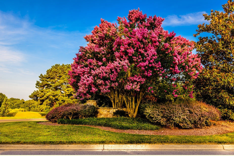 Flowering Trees