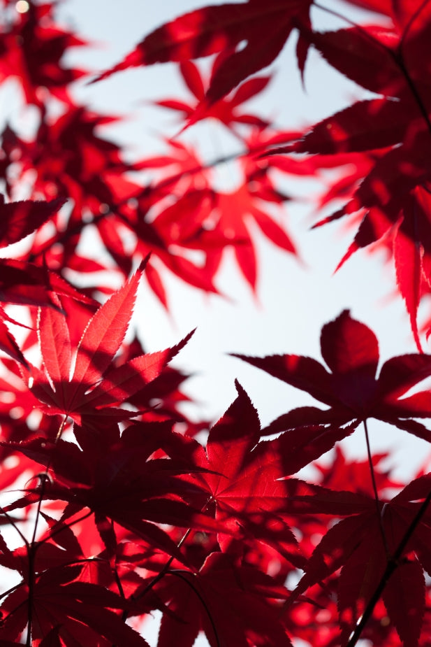 Japanese Maples