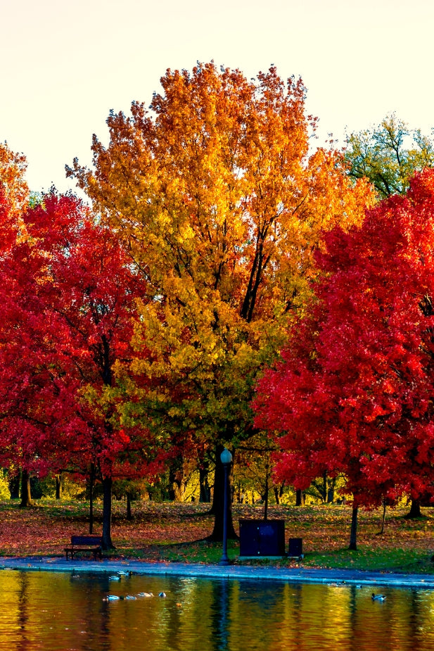 Shade Trees