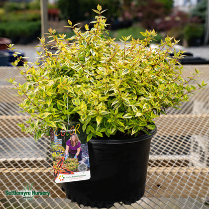 Kaleidoscope Abelia in black pot at Settlemyre Nursery