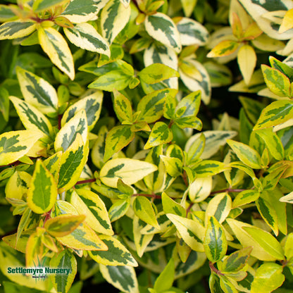 Kaleidoscope Abelia in black pot at Settlemyre Nursery