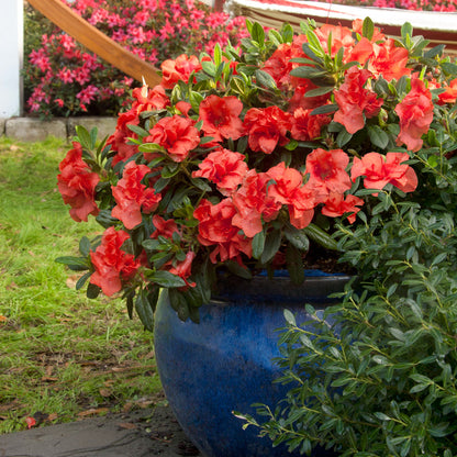 Autumn Embers Encore Azalea in pot in the landscape