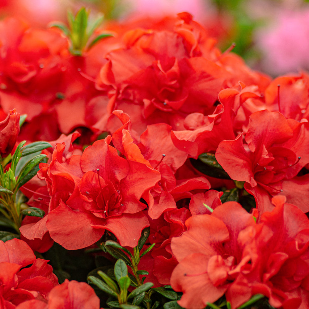 Autumn Embers Encore Azalea landscaping shrub