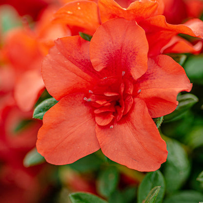 Autumn Embers Encore Azalea blooms