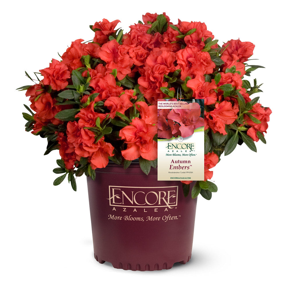 Autumn Embers Encore Azalea single bloom