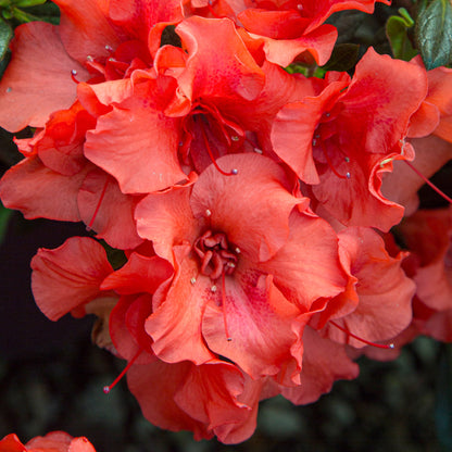 Azalea Encore Autumn Embers