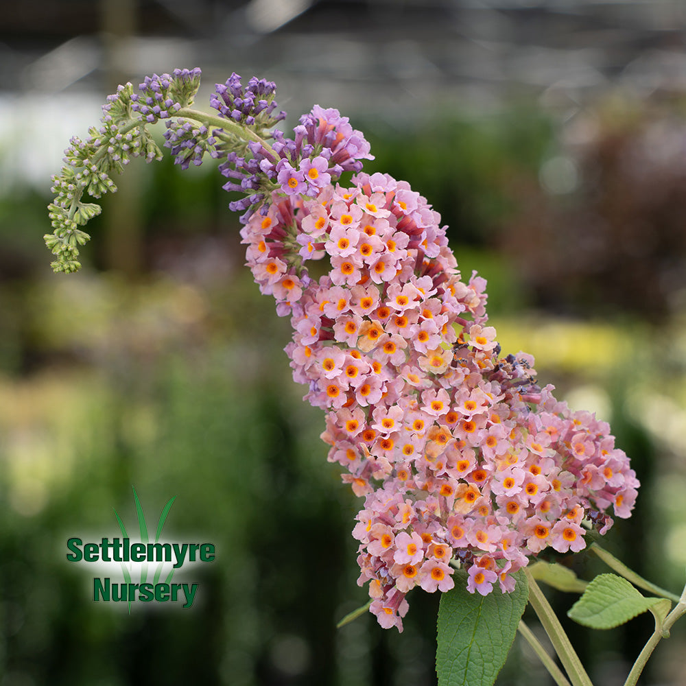 Closeup of bloom on bi-color butterfly bush