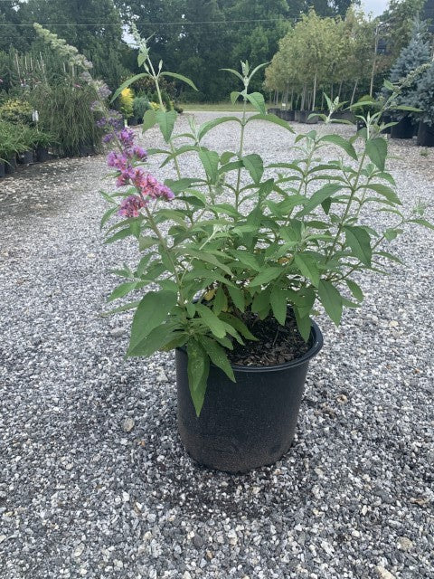 Hand holding bloom on bi-color butterfly bush