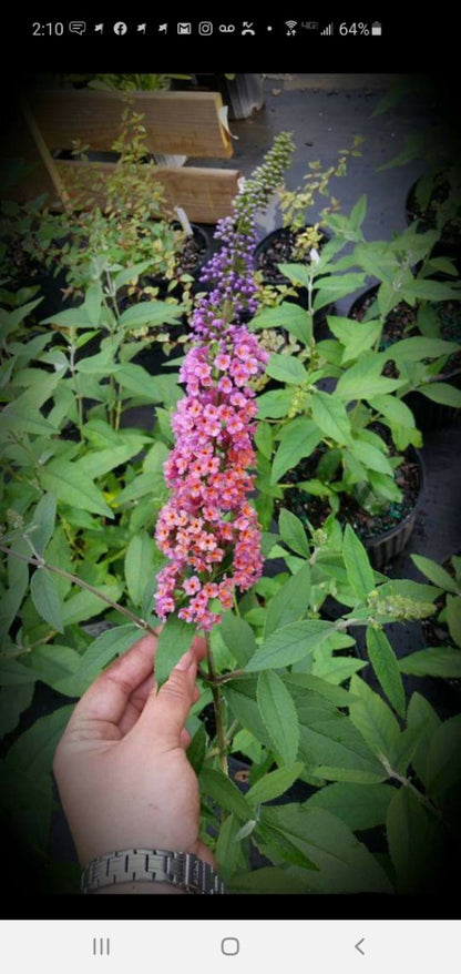 bi-color butterfly bush in 3 gallon pot