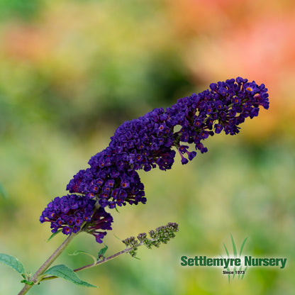 Black Knight Butterfly Bush