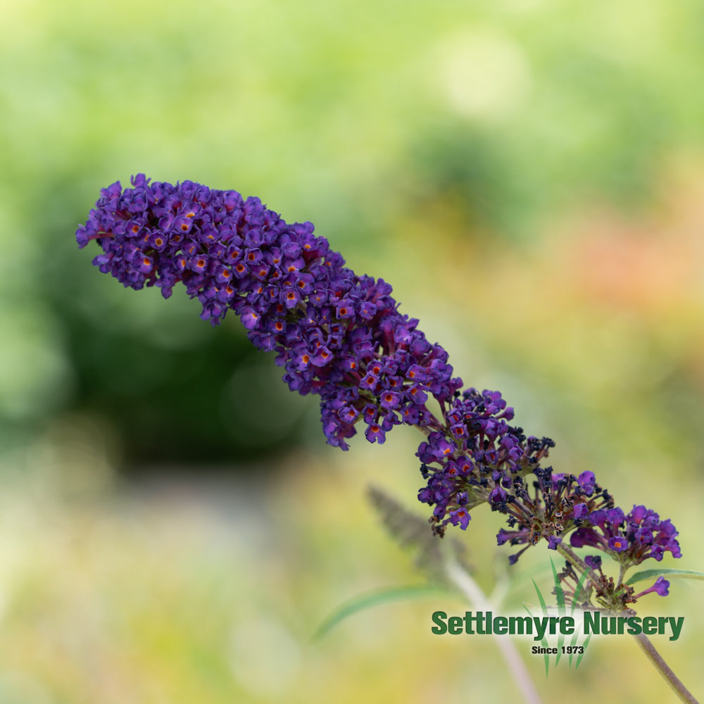 Black Knight Butterfly Bush