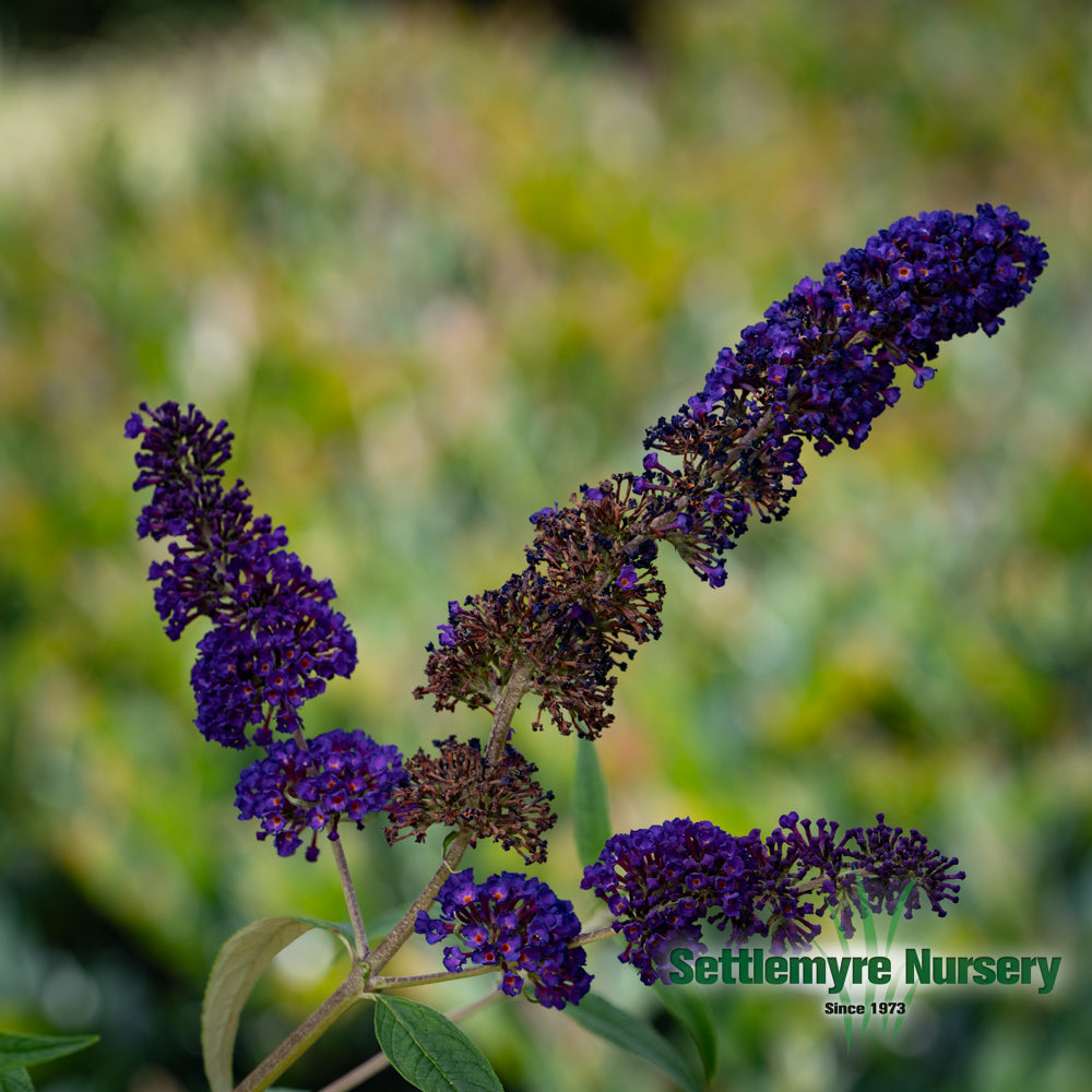 Black Knight Butterfly Bush