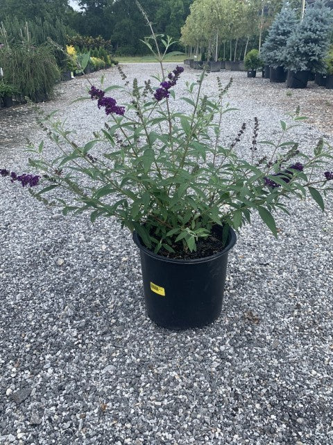 Black Knight Butterfly Bush