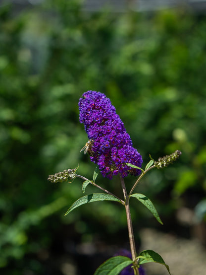 Black Knight Butterfly Bush