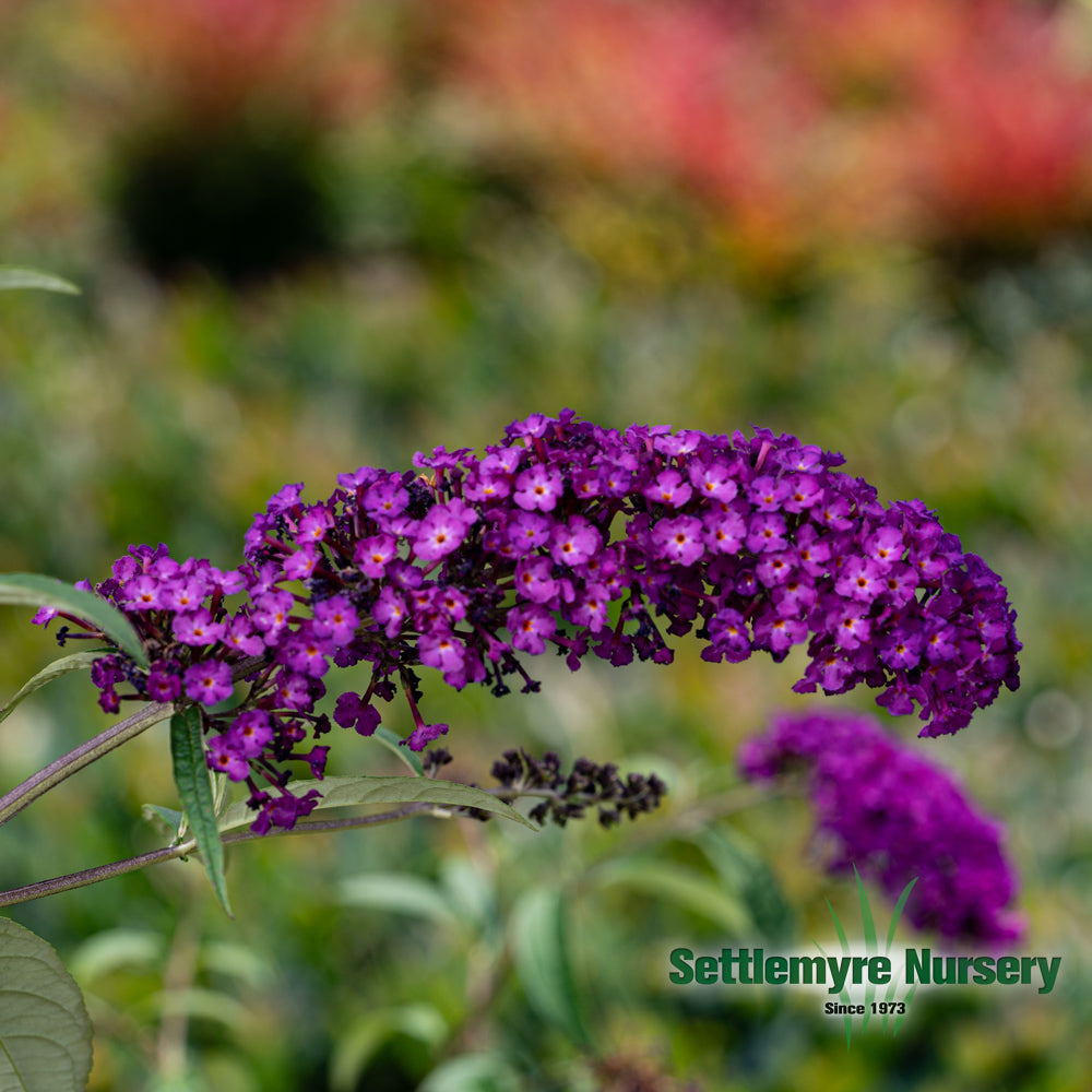 Deep Purple Butterfly Bush Bloom in detail