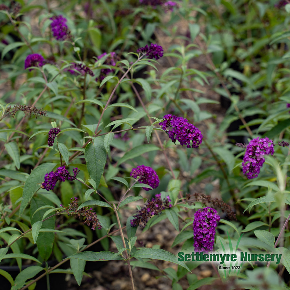 Grouping of Deep Purple Butterfly Bush Blooms