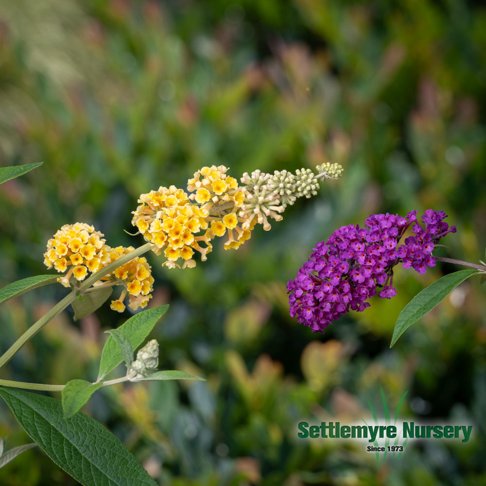 Deep Purple Butterfly Bush Bloom next to honeycomb butterfly bush