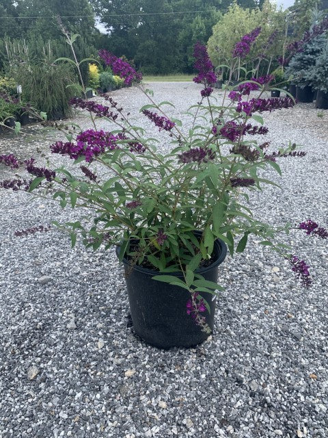 Deep Purple Butterfly Bush Bloom in detail near sunshine ligustrum