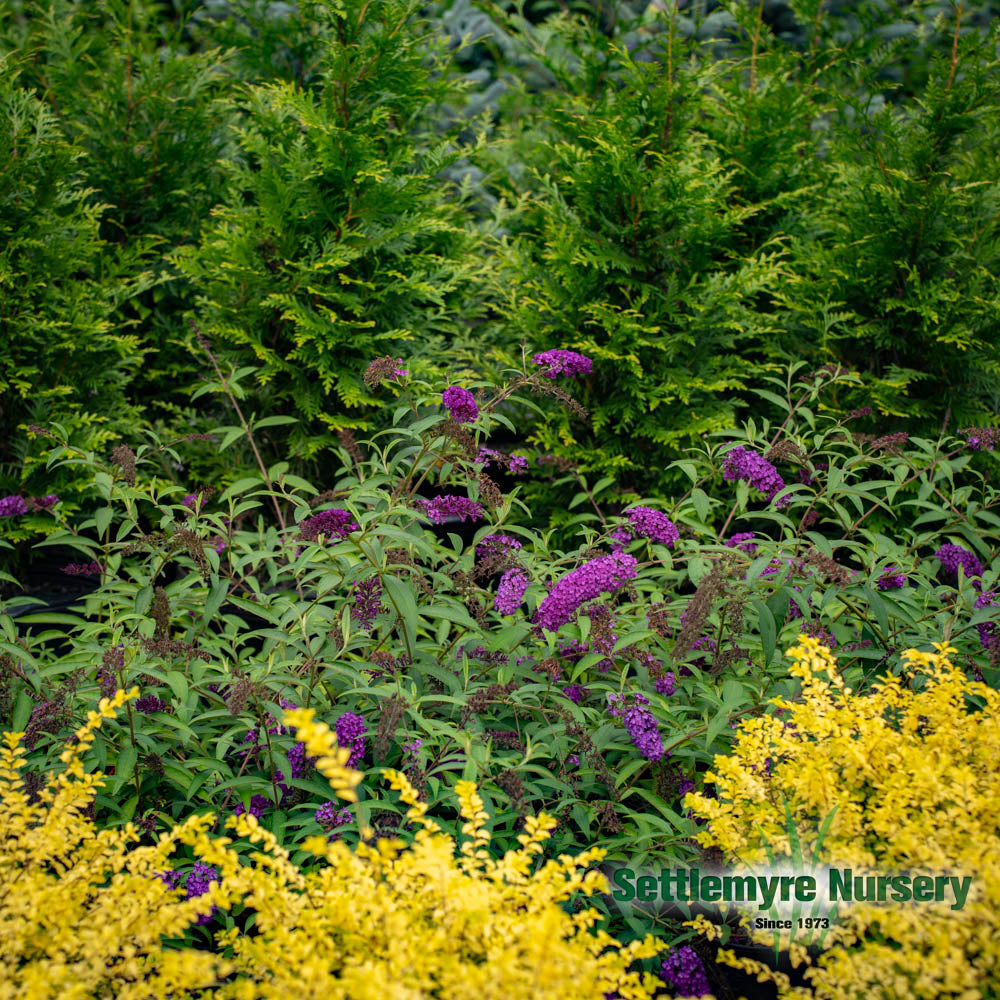 Deep Purple Butterfly Bush