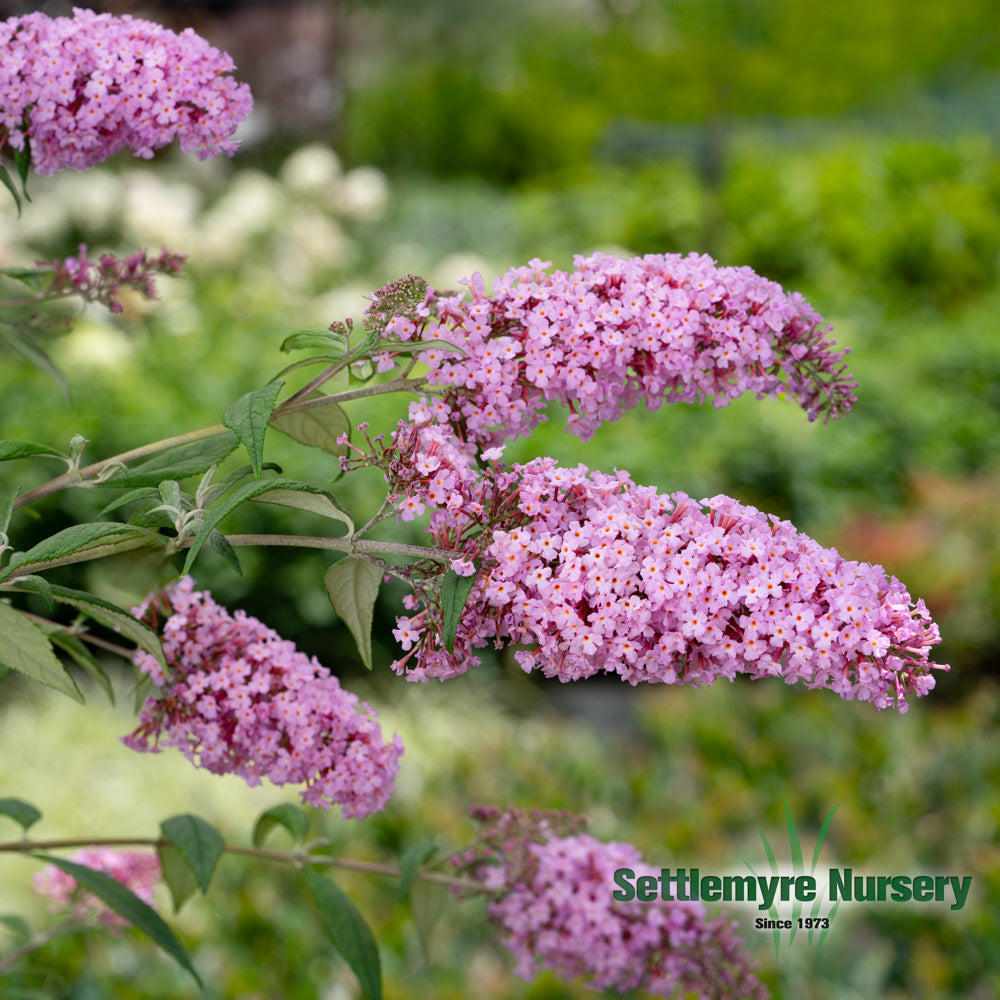 Several blooms on the pink delight butterfly bush in landscape