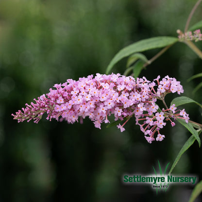 Single bloom on the pink delight butterfly bush in landscape