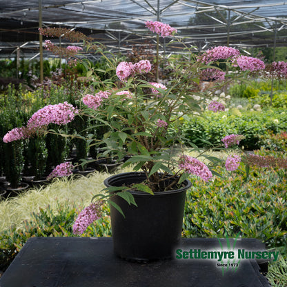 Pink delight butterfly bush in pot at Settlemyre nursery.