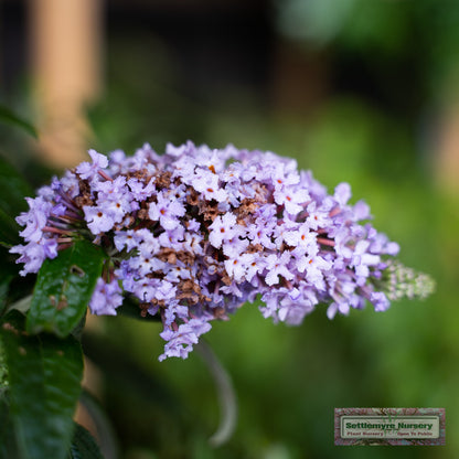 Pugster Amethyst Butterfly Bush