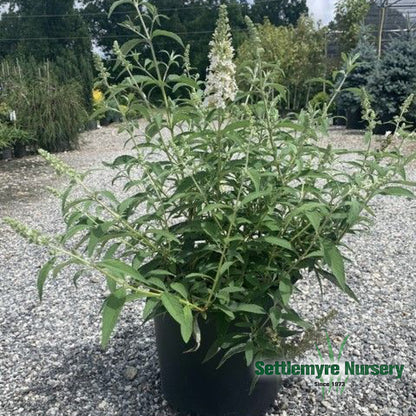 Silverfrost Butterfly Bush in pot