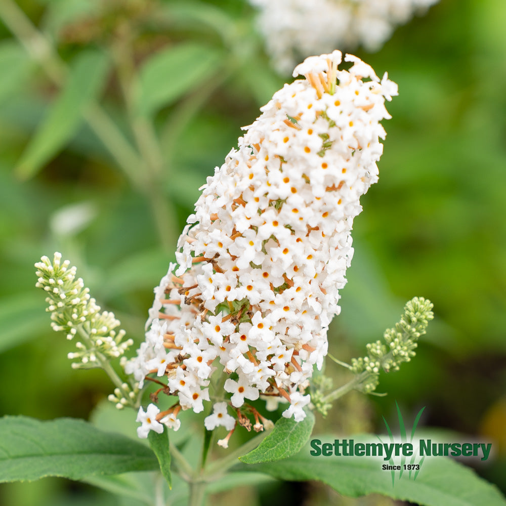 Traditional silverfrost Butterfly Bush with white bloom