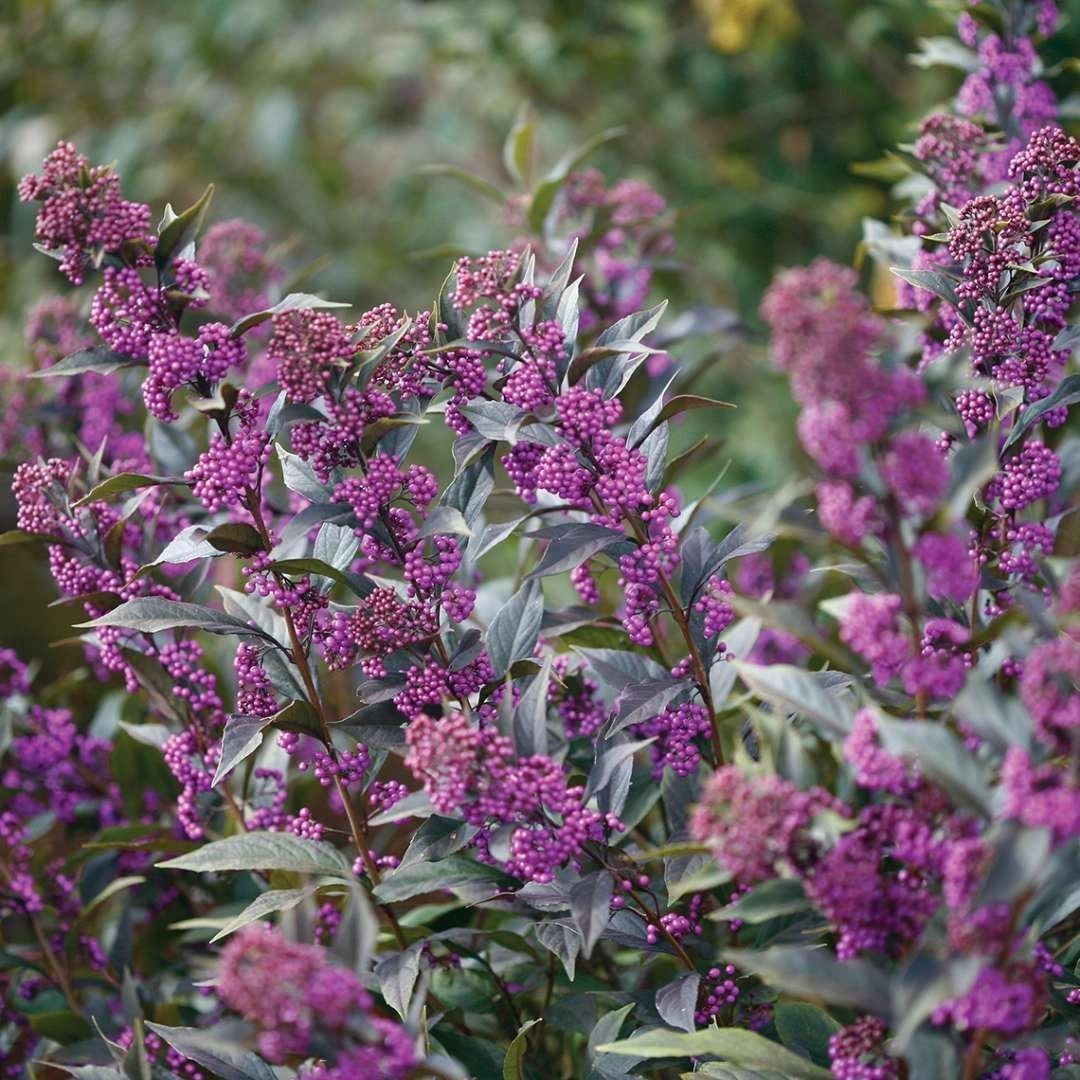 Callicarpa Beauty Berry