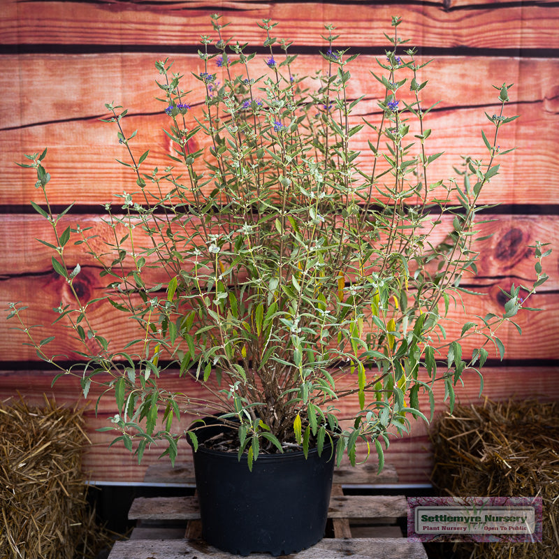 A collection of Caryopteris Longwood Blue in the landscape with vibrant blue flowers in fall.