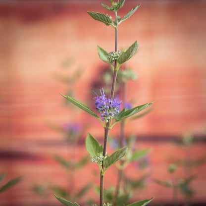 Caryopteris Longwood Blue blooms providing abundant color in the landscape.