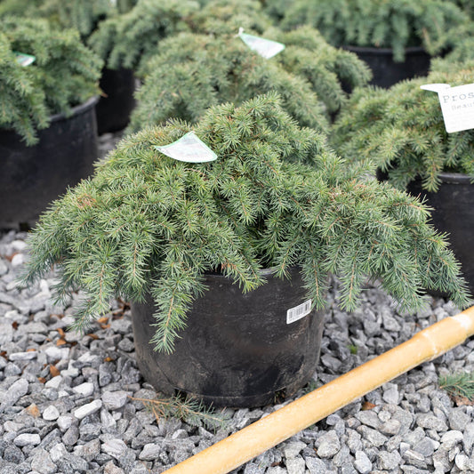 Cedrus Prostrate Beauty Cedar 6 Gallon