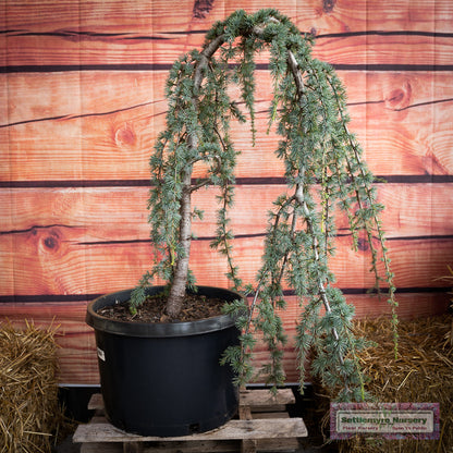 Weeping Atlas Cedar