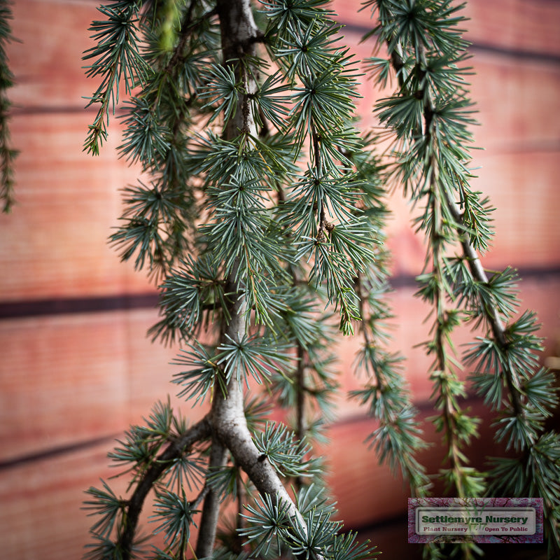 Weeping Atlas Cedar