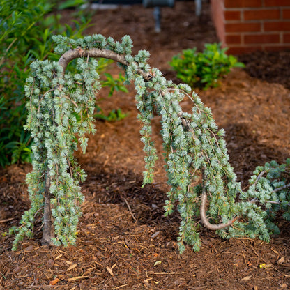 Weeping Atlas Cedar