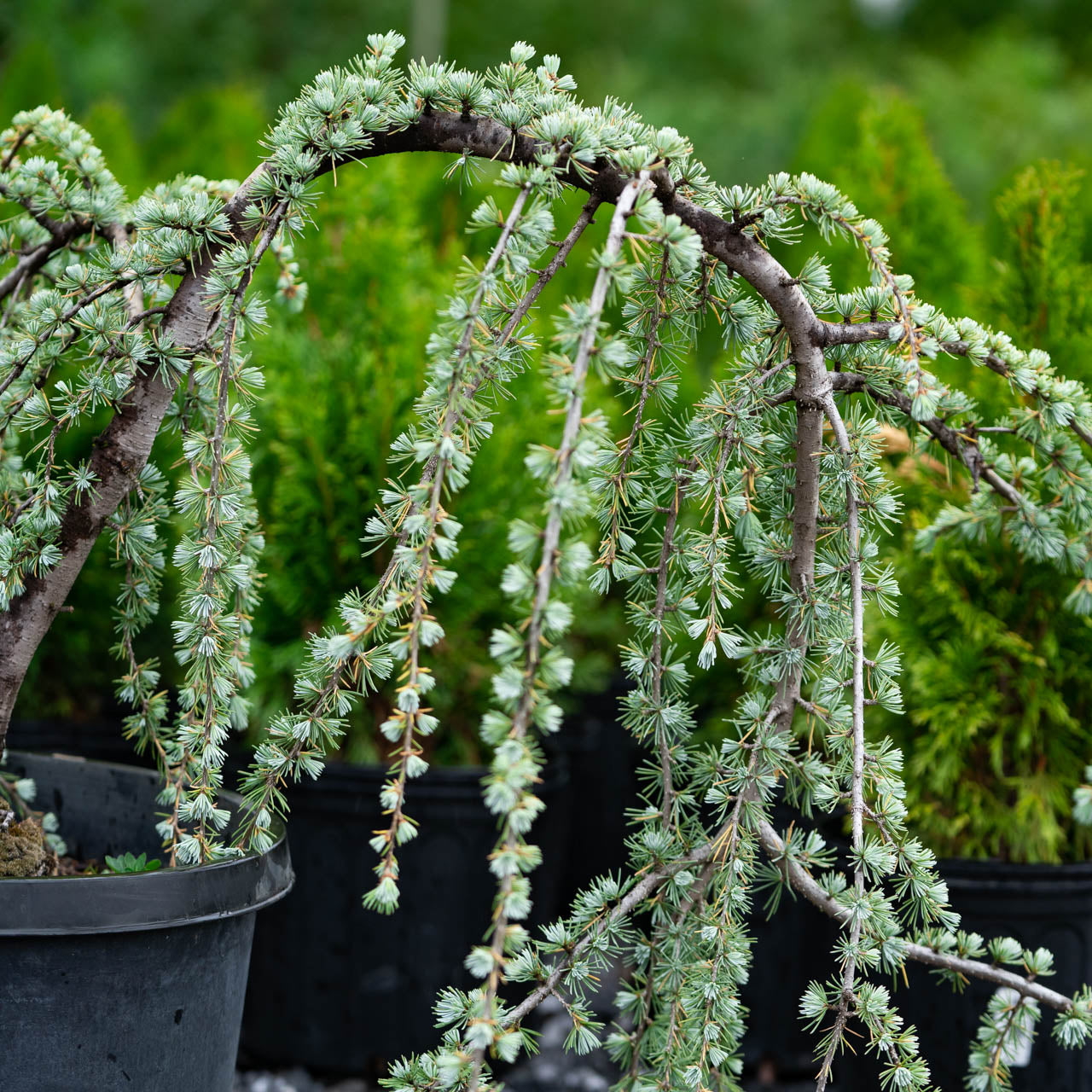 Weeping Atlas Cedar