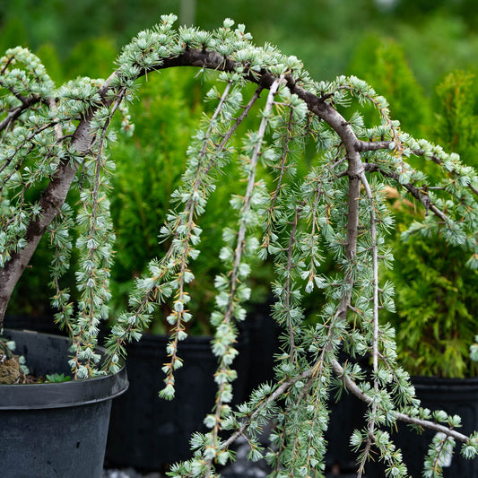 Weeping Atlas Cedar