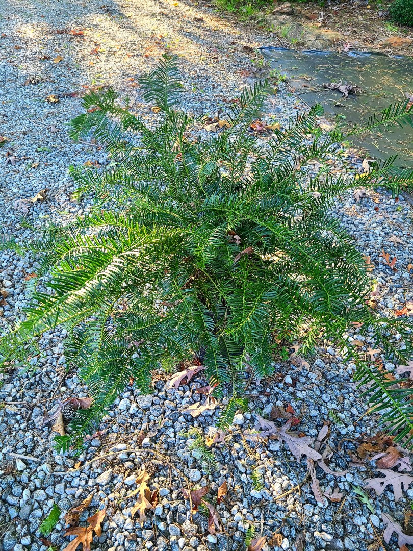 Fritz Huber Yew in pot at Settlemyre Nursery